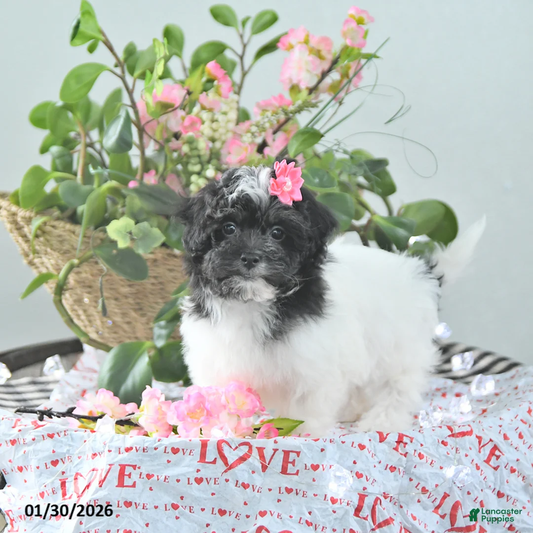 Havapoo dogs for sale: Elsa - Ad 5