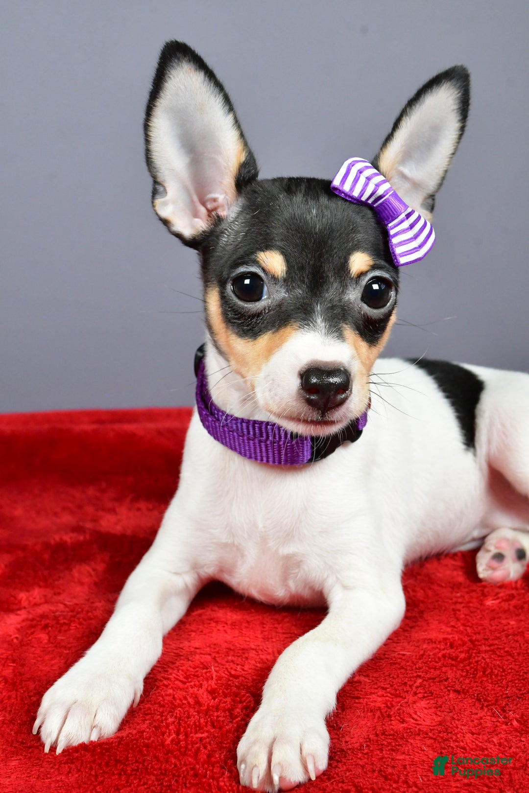 Toy Fox Terrier dogs for sale: Lucy - Ad 13