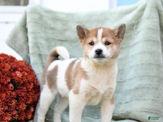 Shiba Inu dogs - Ad 3