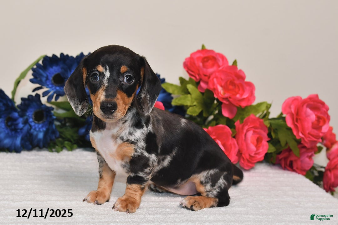 Miniature Dachshund dogs for sale: Abby - Ad 3