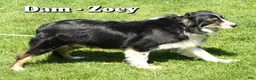 Miniature Australian Shepherd dogs for sale: Flash - Ad 10
