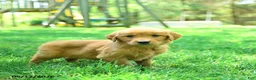 Golden Retriever dogs for sale: Pogo - Ad 2
