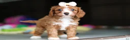 Cavapoo dogs for sale: Dolly - Ad 9