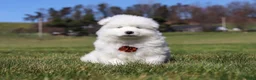 Samoyed dogs for sale: Bear - Ad 2