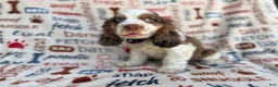 Cocker Spaniel dogs for sale: Tripp - Ad 5