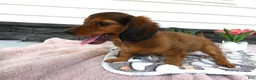 Miniature Dachshund dogs for sale: Miniature Dachshund 1 Rancy - Ad 7
