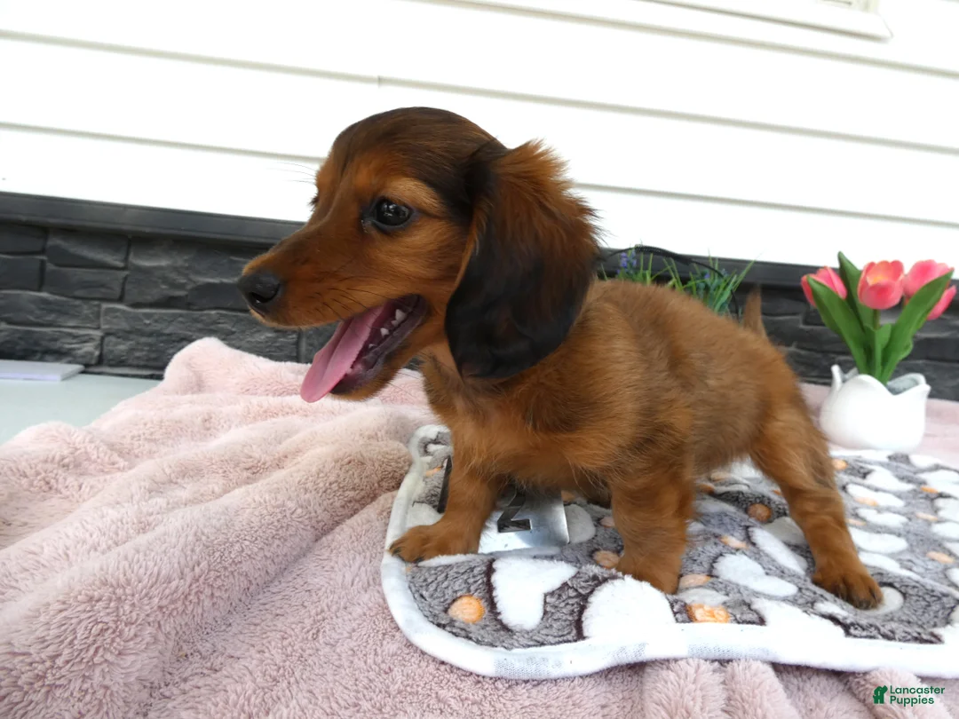 Miniature Dachshund dogs for sale: Miniature Dachshund 1 Rancy - Ad 7