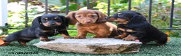 Miniature Dachshund dogs for sale: Noodle - Ad 5