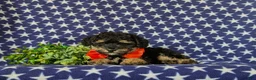 Toy Poodle dogs for sale: Sully - Ad 7