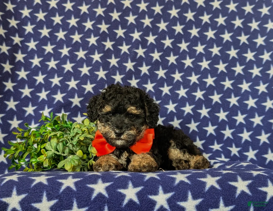 Toy Poodle dogs for sale: Sully - Ad 7