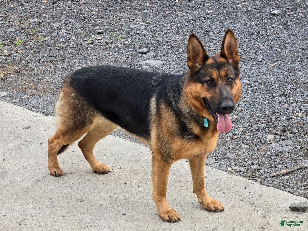 German Shepherd dogs for sale: Max - Ad 8