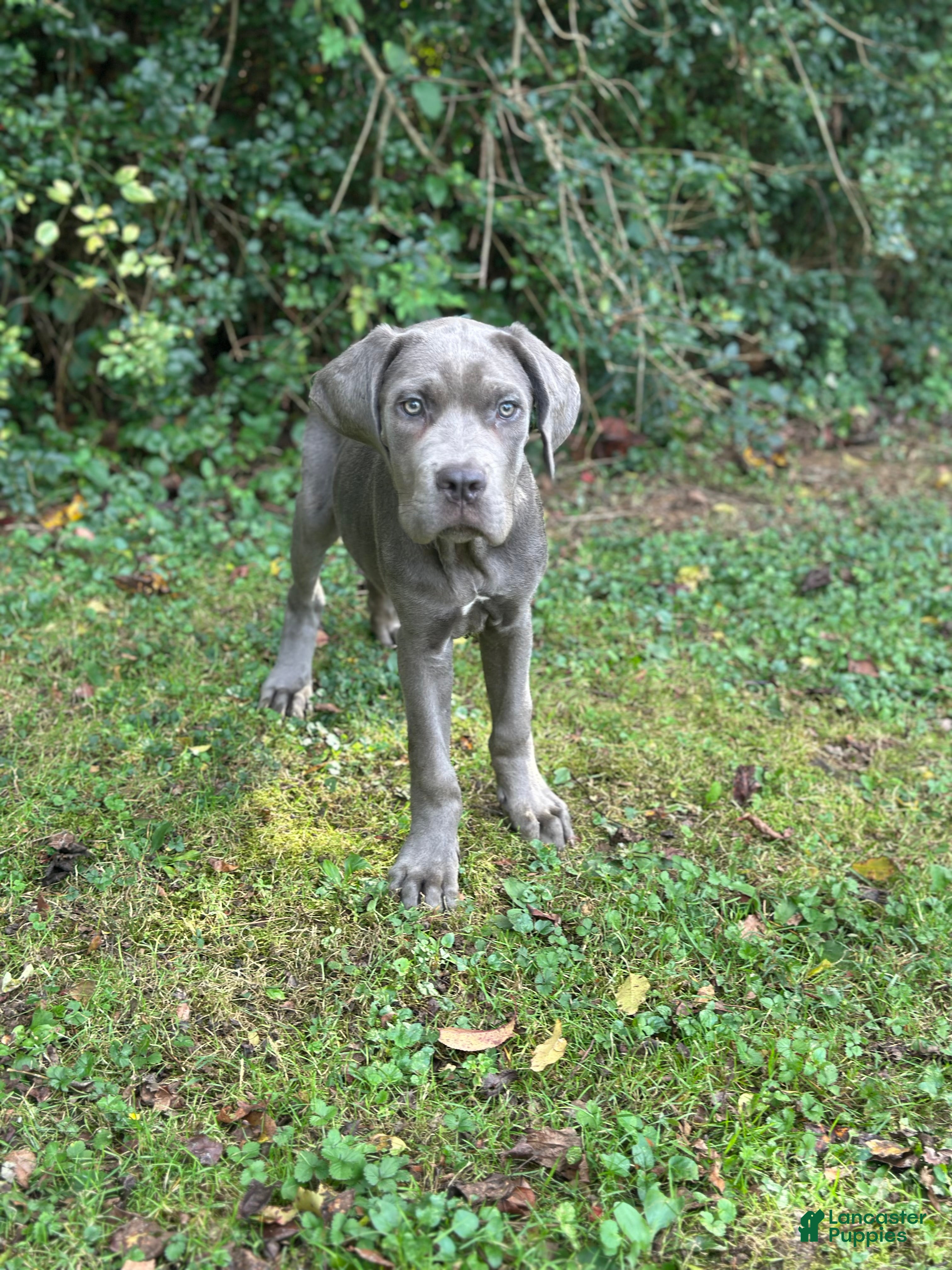 Cane Corso dogs for sale: Zues - Ad 11