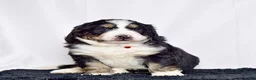 Bernedoodle dogs for sale: Mr. Sailor - Ad 3