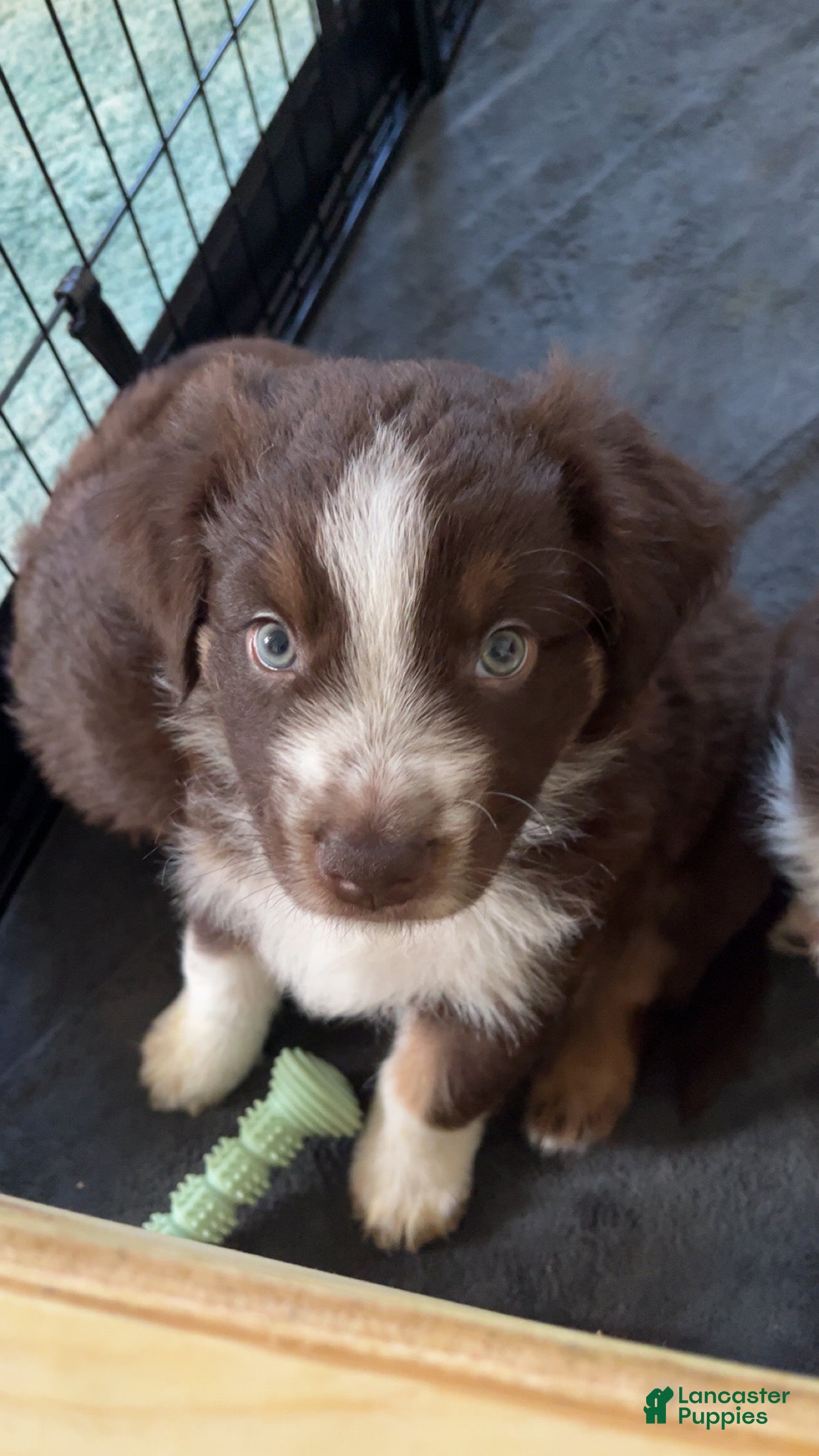 Australian Shepherd dogs Fern - Ad 29