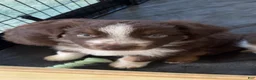 Australian Shepherd dogs for sale: Fern - Ad 1