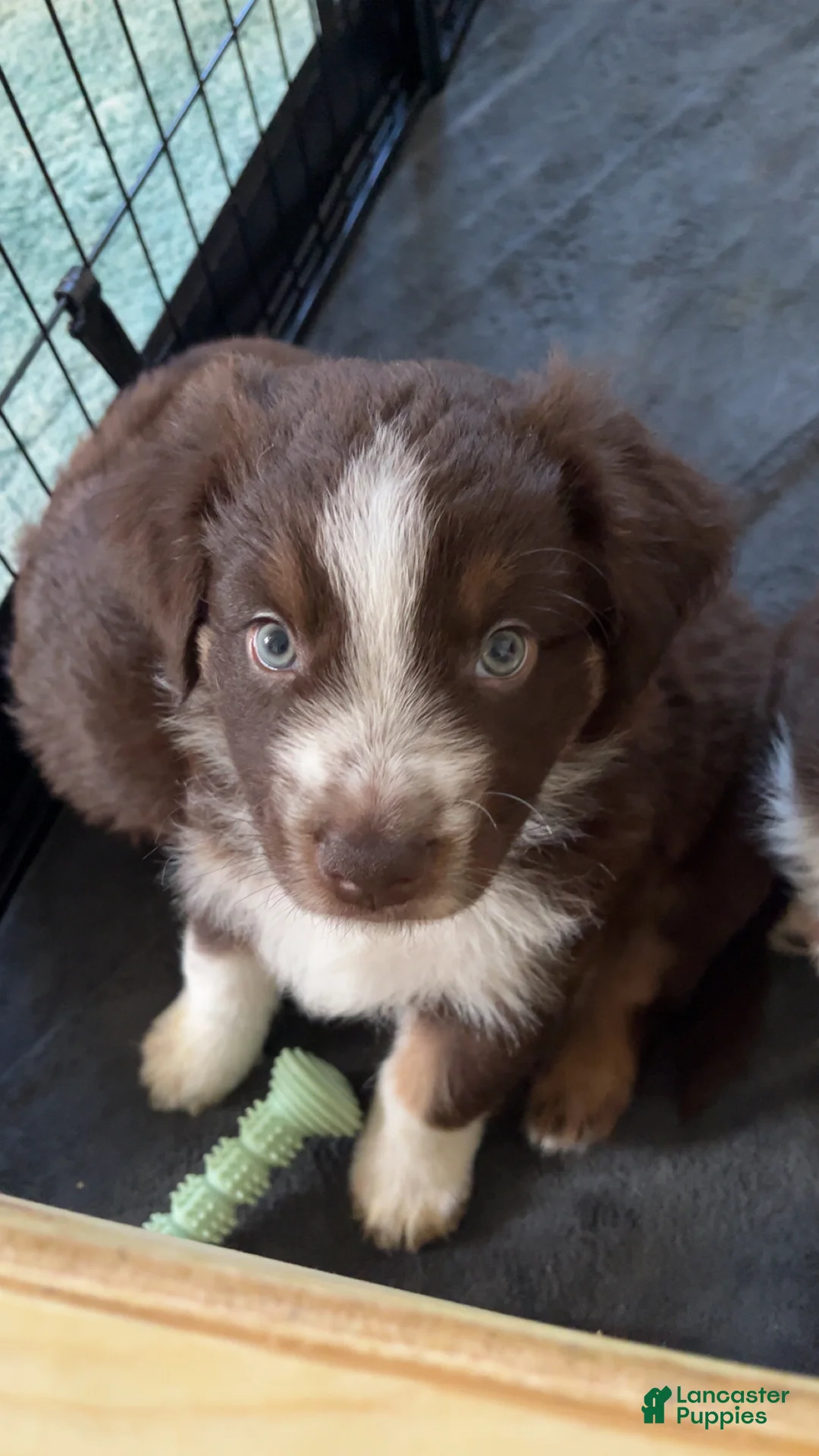 Australian Shepherd dogs for sale: Fern - Ad 1