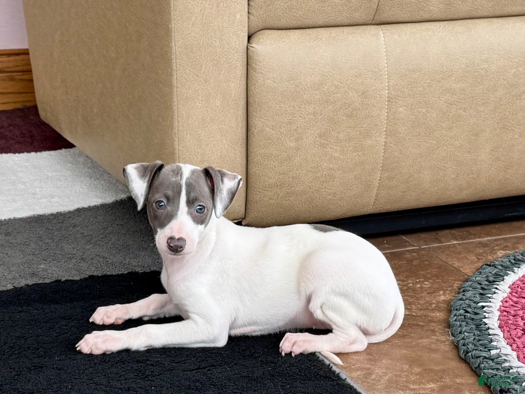 Italian Greyhound dogs for sale: Charity - Ad 2