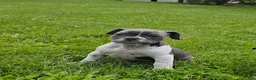 Mixed Breed dogs for sale: Blue Speck - Ad 3