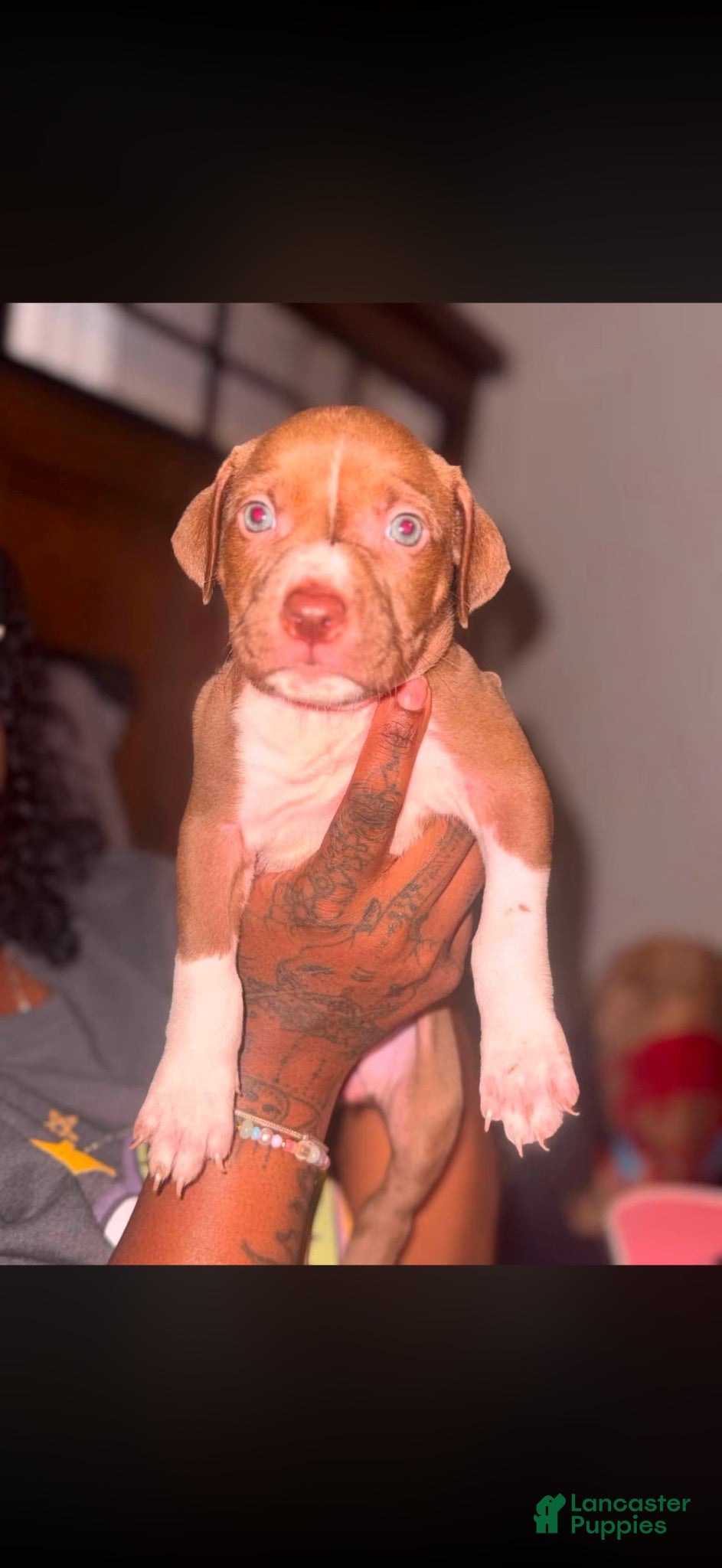 American Pit Bull Terrier dogs American Pit Bull Terrier 3 - Ad 26