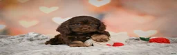 Cockapoo dogs for sale: Scarlet - Ad 6