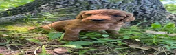 Goldendoodle dogs for sale: Mocha - Ad 14