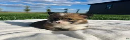 Welsh Corgi Pembroke dogs for sale: Roland Welsh Corgi Pembroke Puppy  - Ad 3