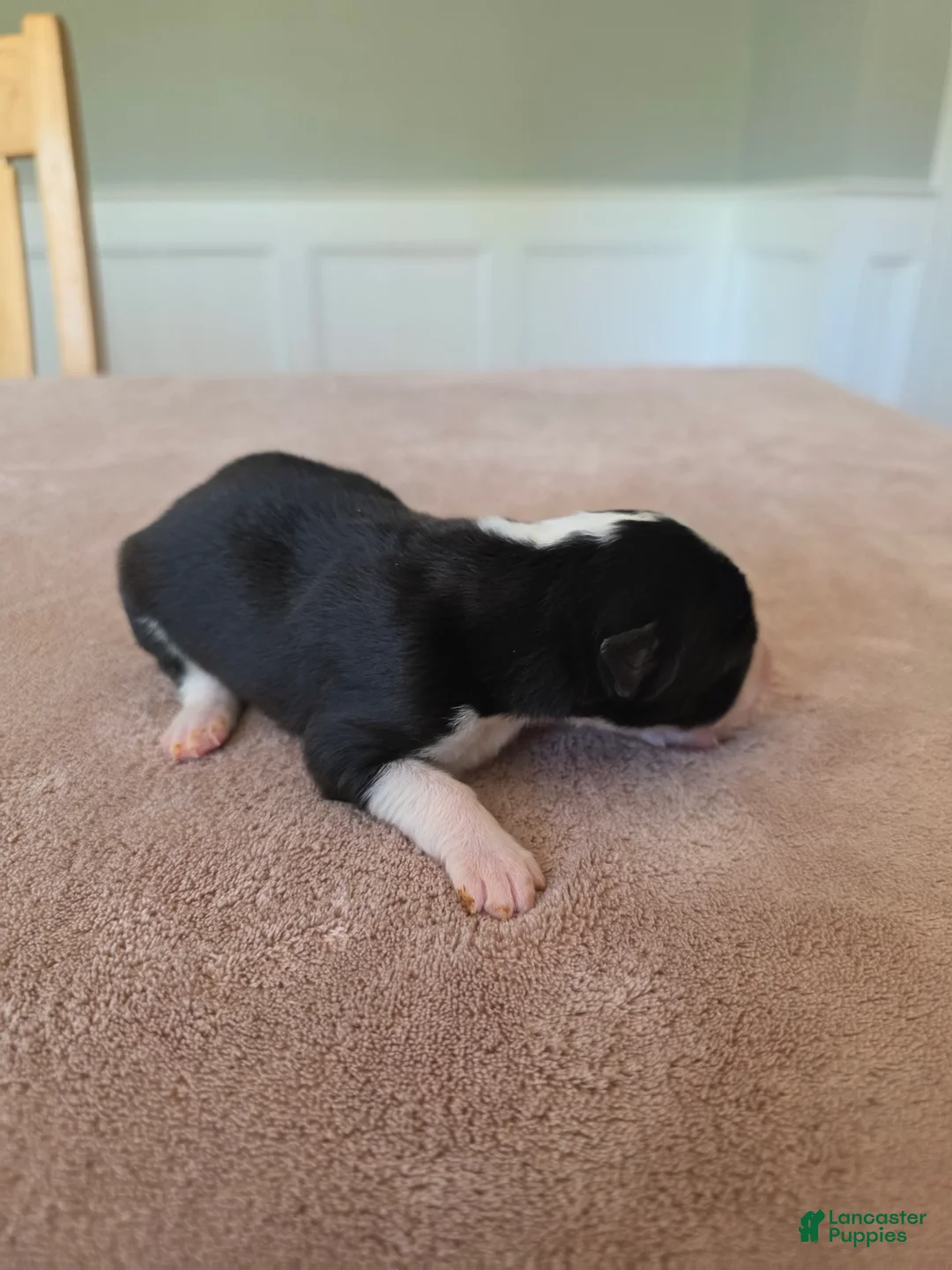 Border Collie dogs for sale: Gracie - Ad 2
