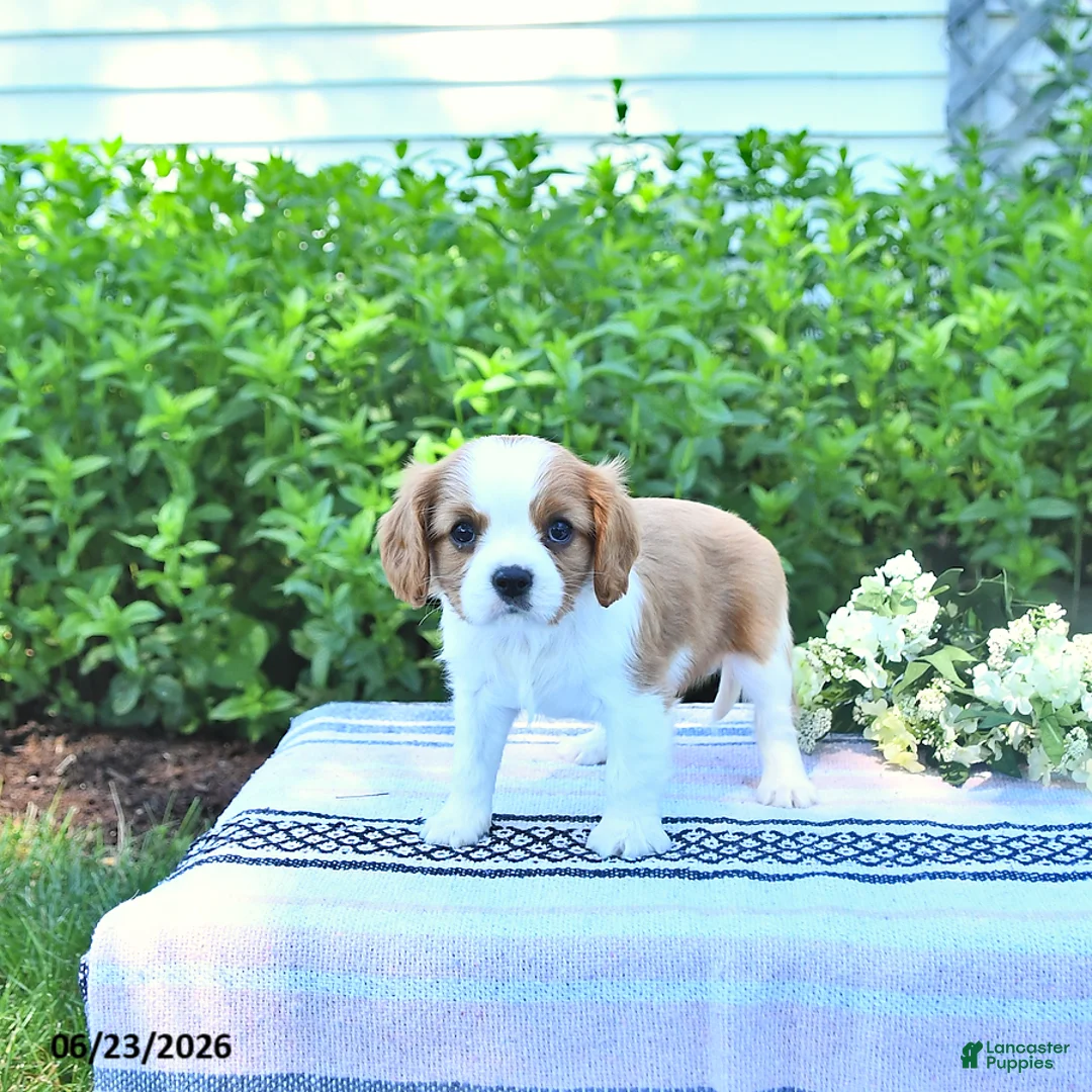 Cavalier King Charles Spaniel dogs for sale: Jessa - Ad 1