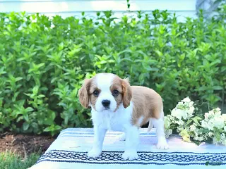 Cavalier King Charles Spaniel dogs for sale: Jessa - Ad 1