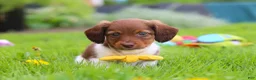 Miniature Dachshund dogs for sale: Archie - Ad 6