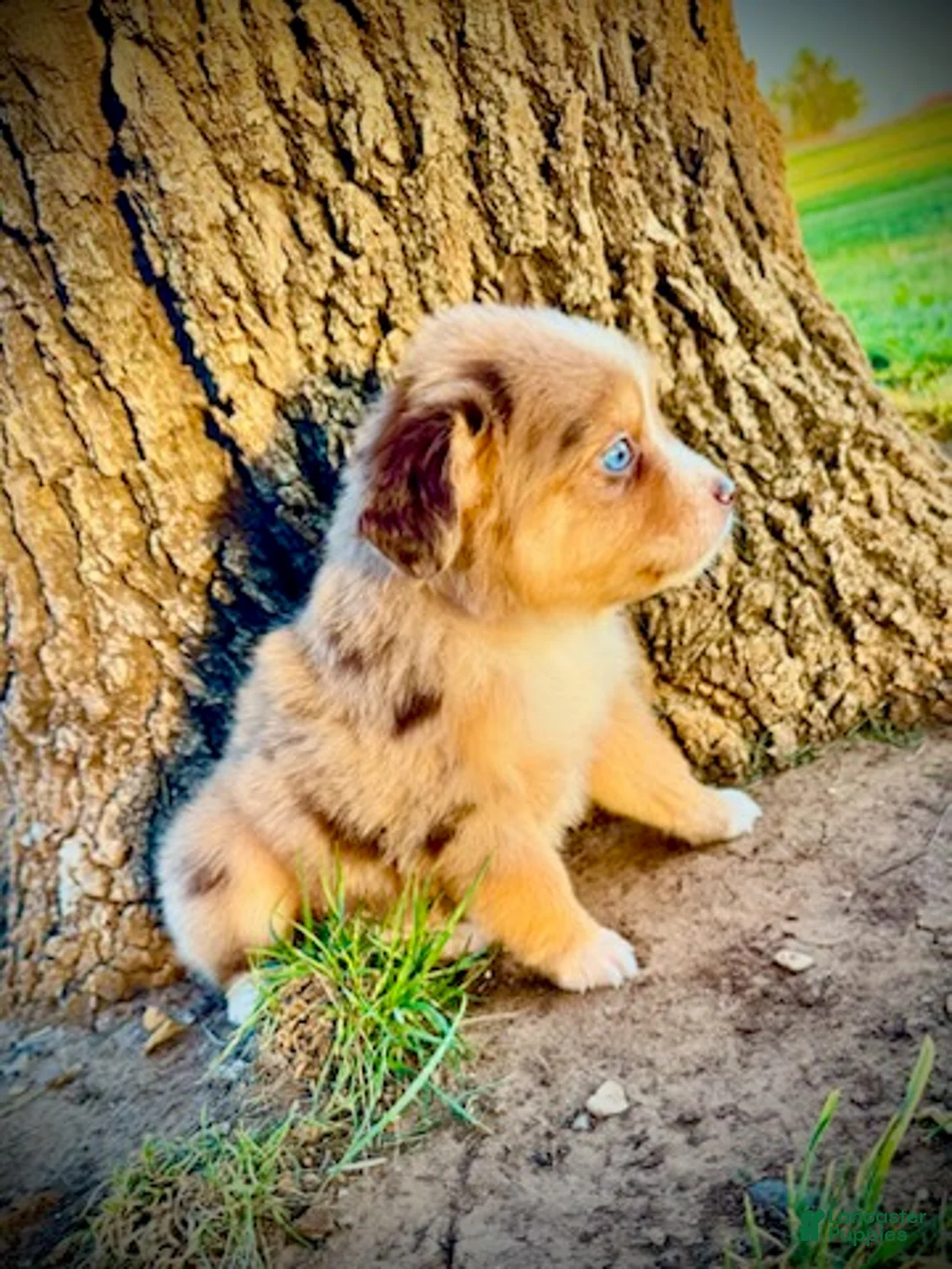 Miniature Australian Shepherd dogs for sale: Rocket - Ad 6