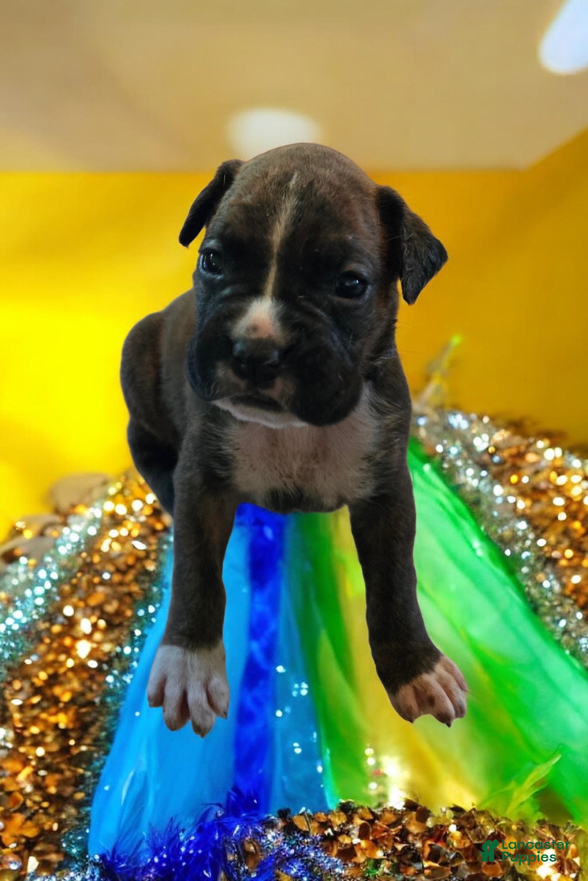 Boxer dogs Boxer Puppy 4 - Ad 1