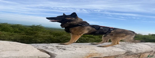 Kylo Rhen Apollo 