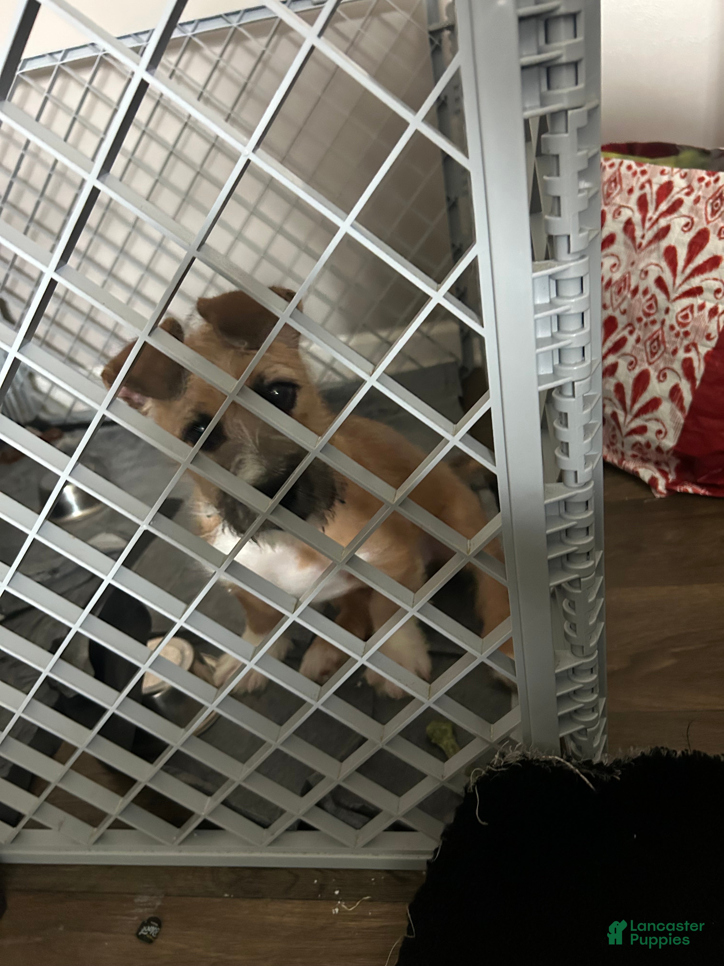 Mixed Breed dogs Mixed Breed Puppy 2 - Ad 1