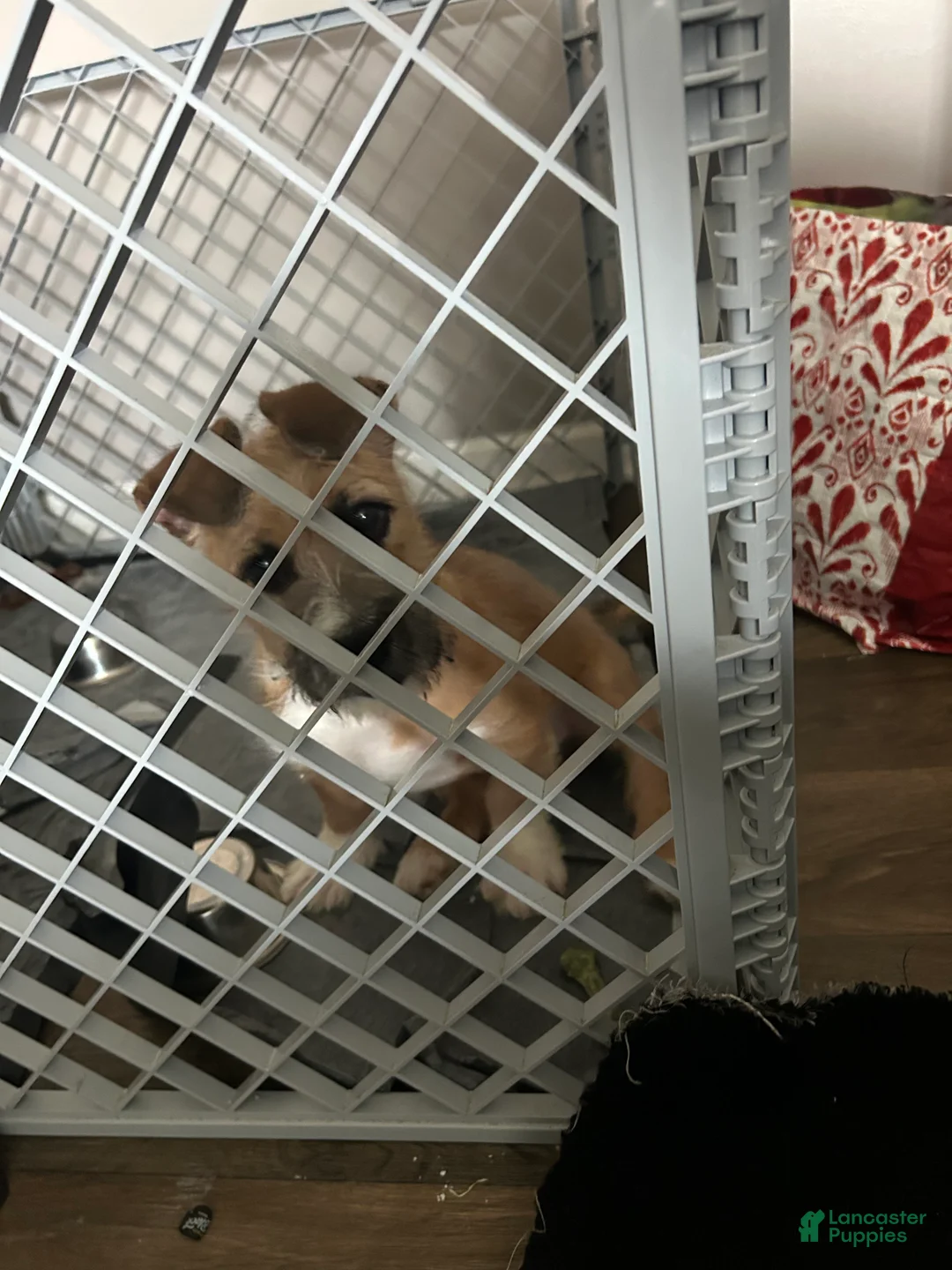 Mixed Breed dogs for sale: Mixed Breed Puppy 2 - Ad 1