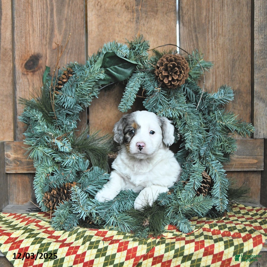 Mini Bernedoodle dogs Luna  - Ad 23