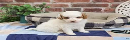 Cavapoo dogs for sale: Biscuit - Ad 3