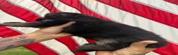German Shepherd dogs for sale: Bear - Ad 6