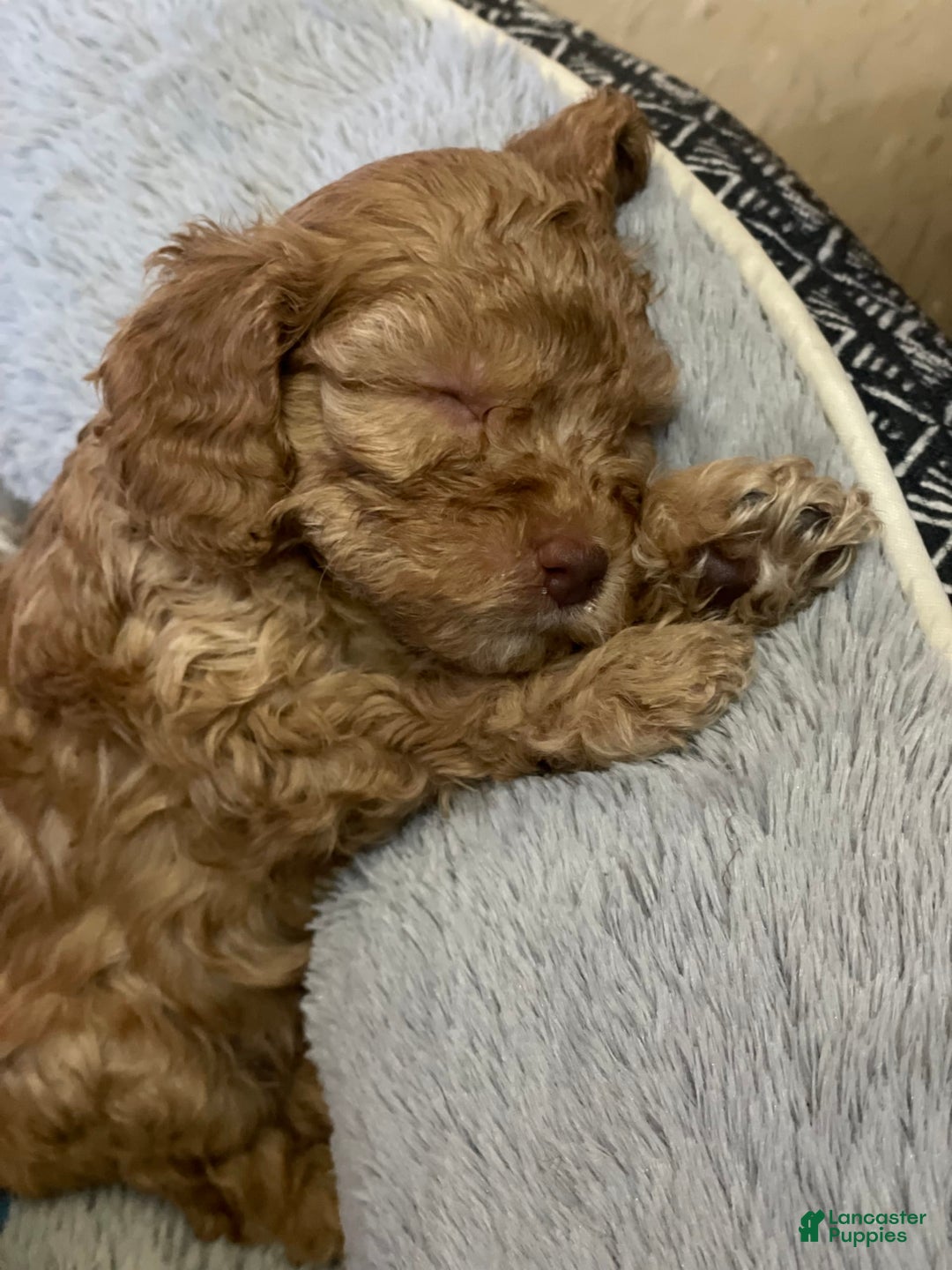 Gallery Image {{count}}