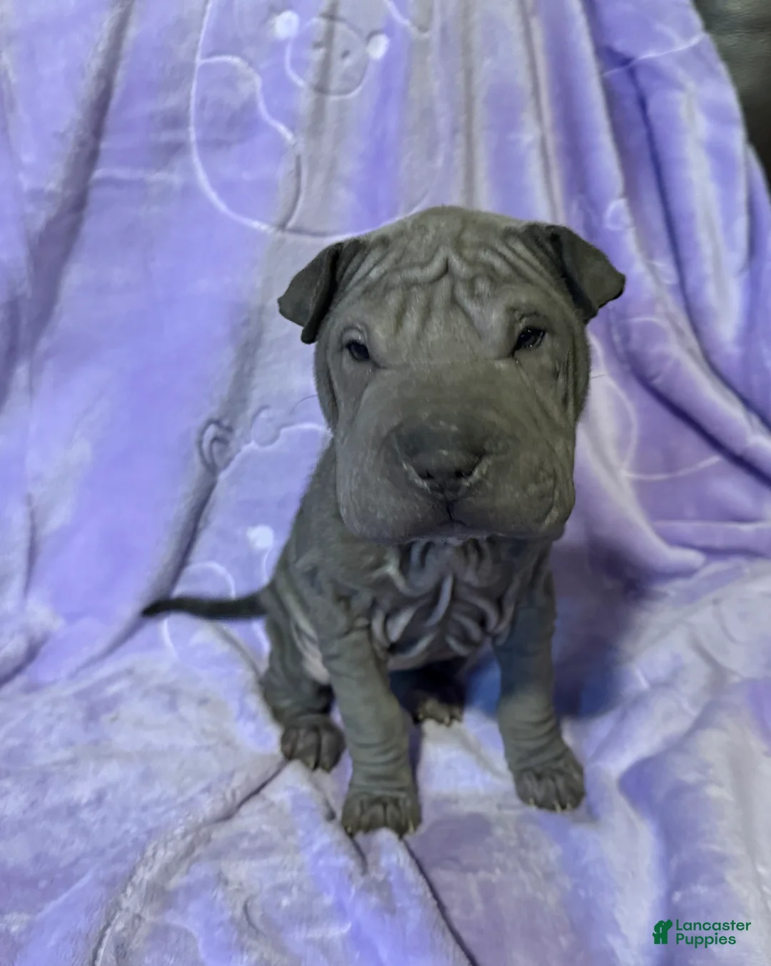 Shar Pei dogs for sale: Cinderella - Ad 2