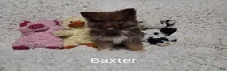Pomeranian dogs for sale: Baxter - Ad 9