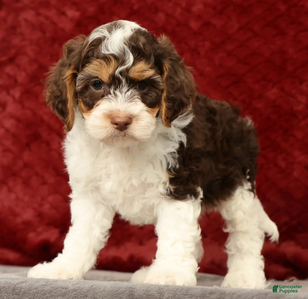 Cavapoo dogs for sale: Wyatt - Ad 1