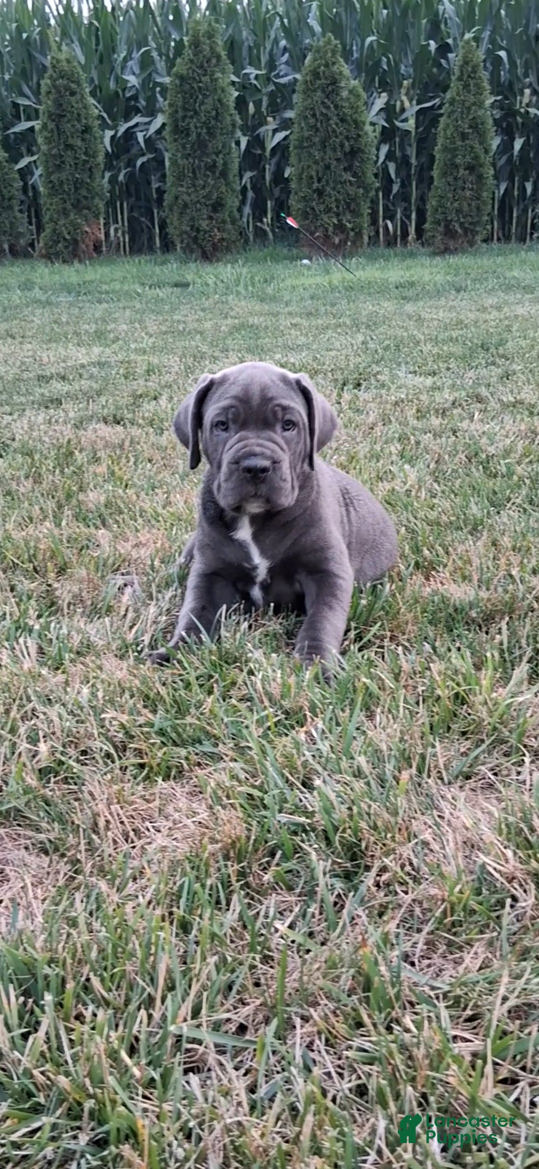 Cane Corso dogs Calla - Ad 1