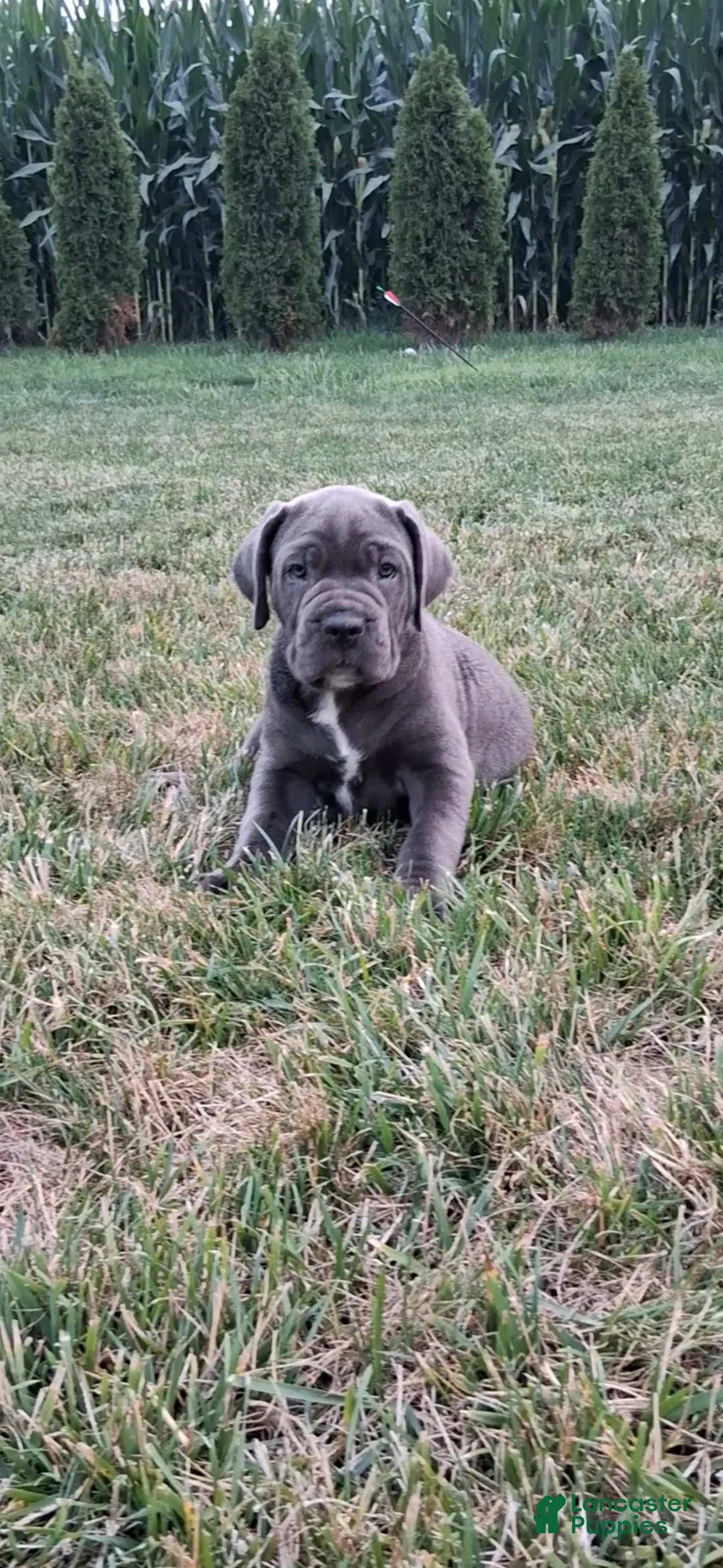 Cane Corso dogs for sale: Calla - Ad 1