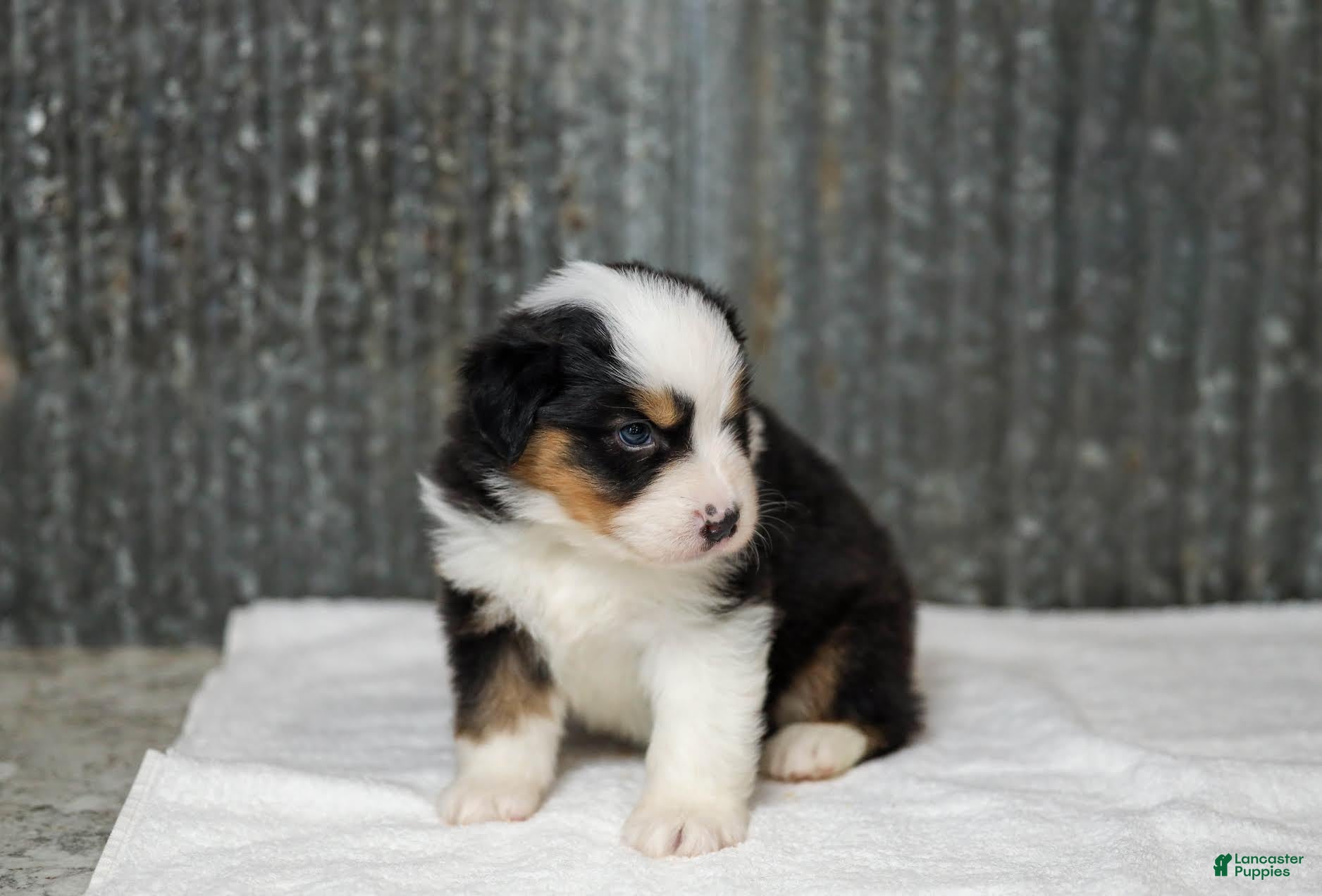 Miniature Australian Shepherd dogs Ladon Miniature Australian Shepherd Puppy  - Ad 2