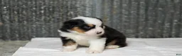 Miniature Australian Shepherd dogs for sale: Ladon Miniature Australian Shepherd Puppy  - Ad 4