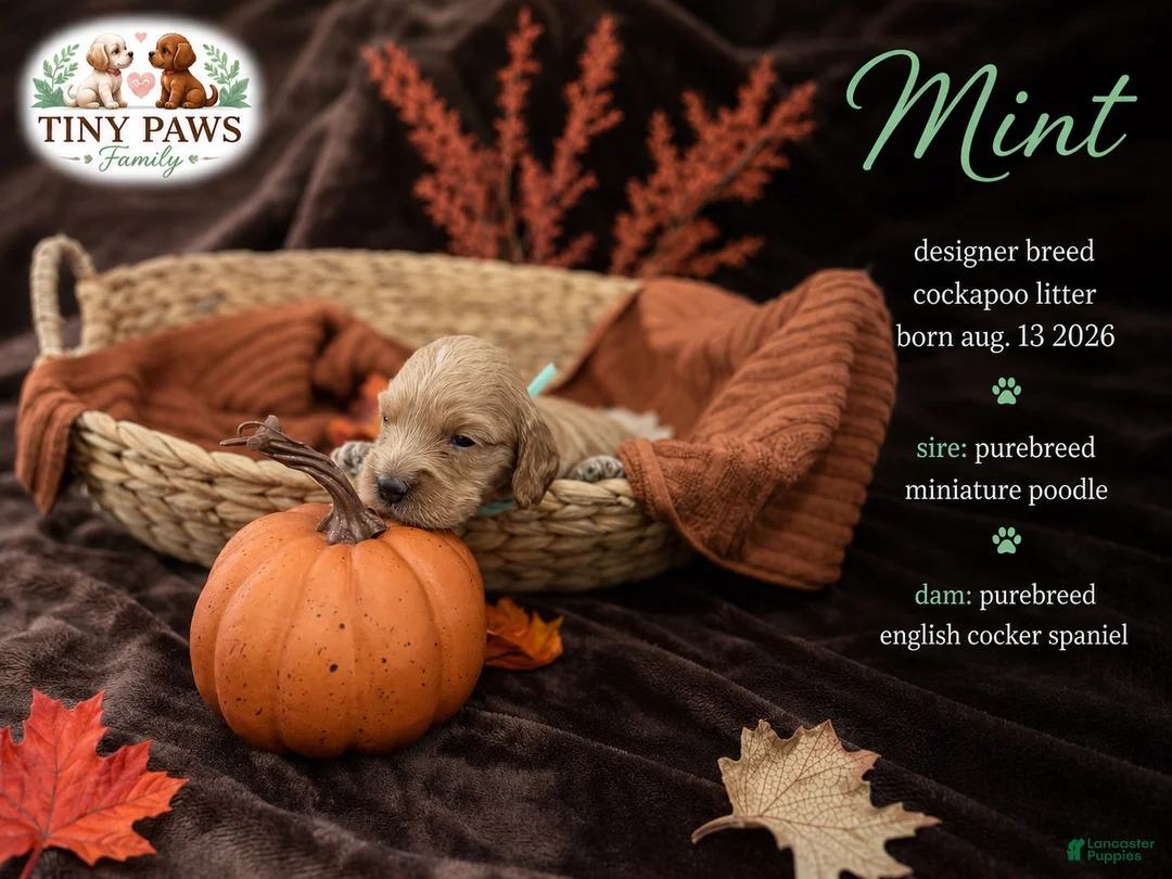 Cockapoo dogs for sale: Mint Collar - Ad 1