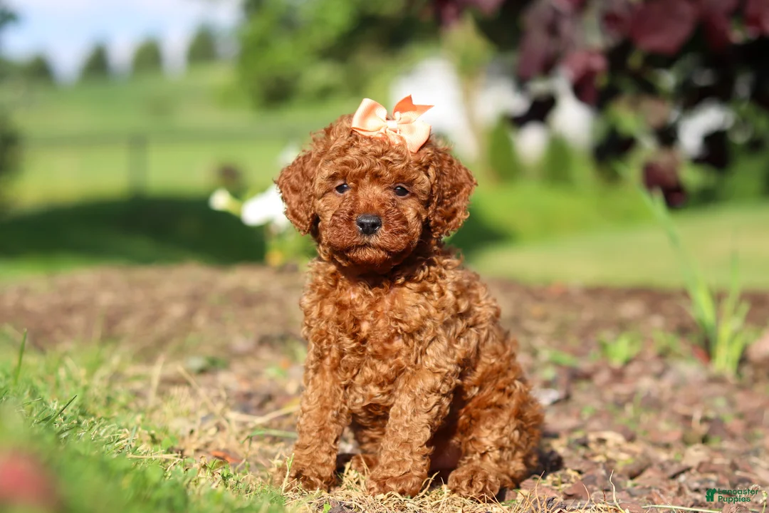 Cavapoo dogs for sale: Callie - Ad 2