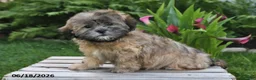 Teddy Bear dogs for sale: Jade - Ad 1