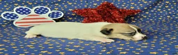 Jack Russell Terrier dogs for sale: "Pringle" CKC Reg female - Ad 6